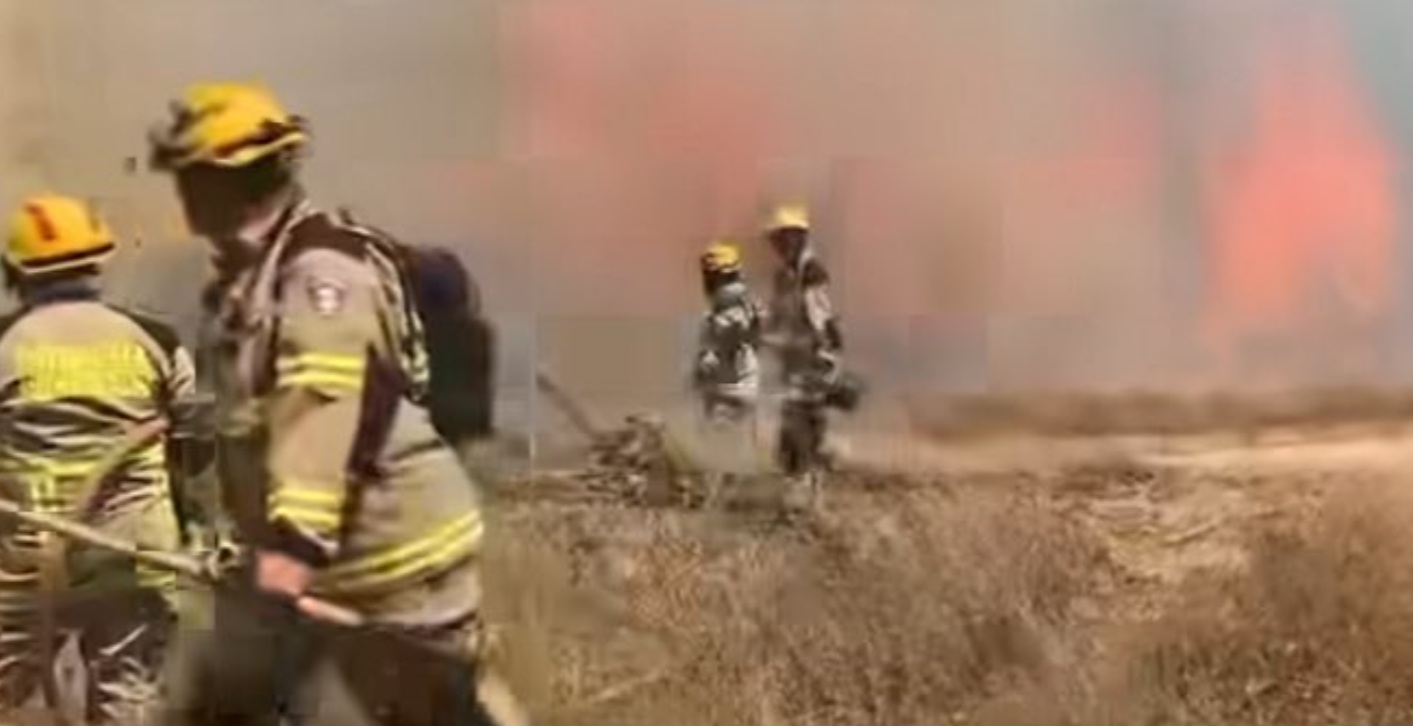 Fuego arrasa especies nativas