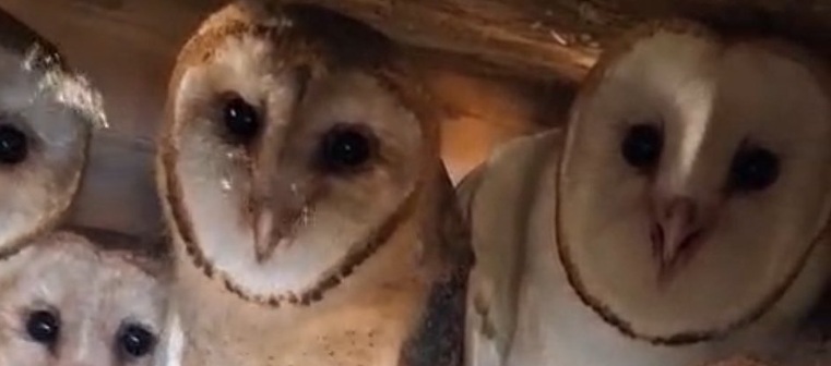 Crias de lechuza