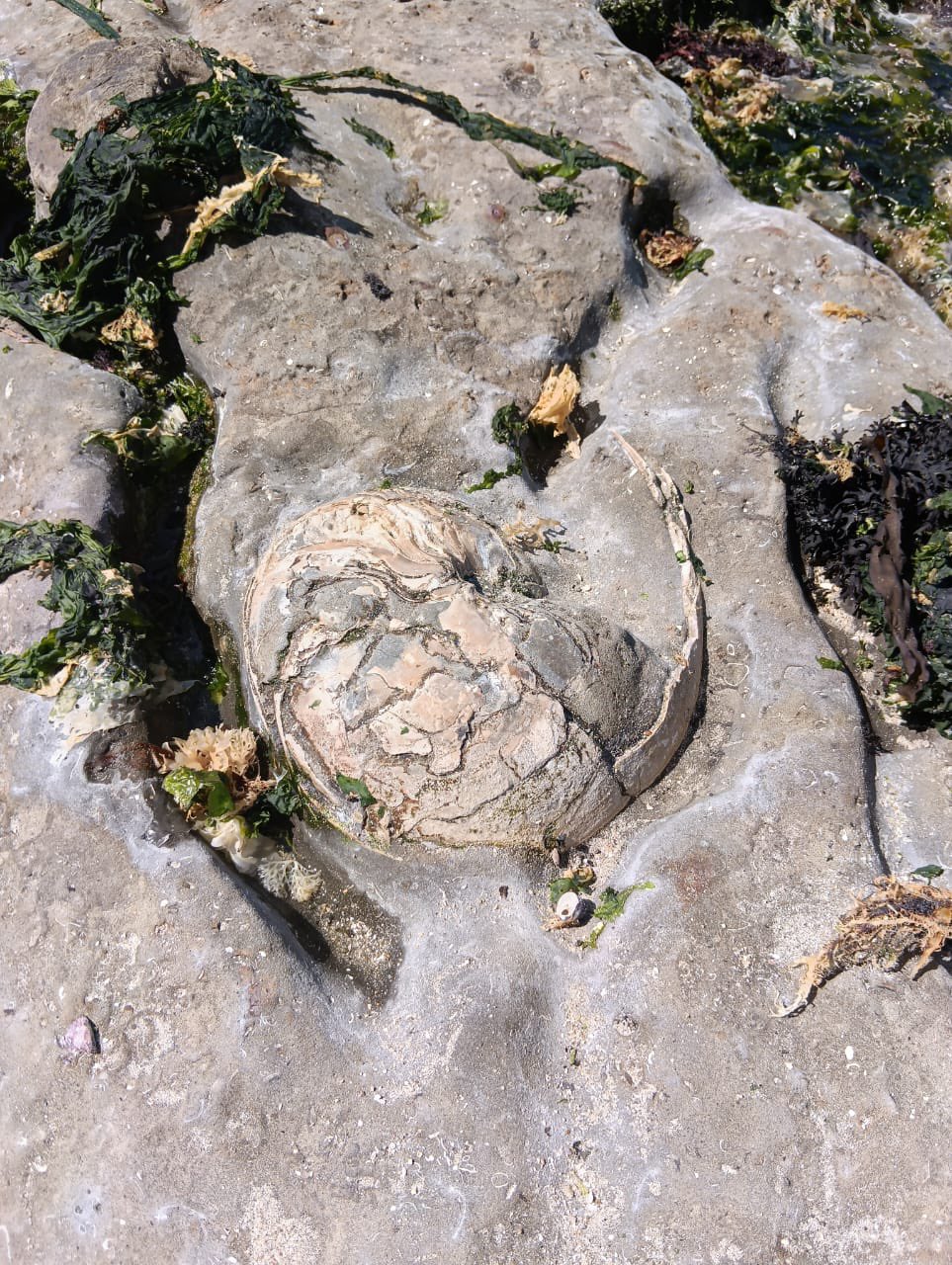 Recorrido por playa fósil de Algarrobo
