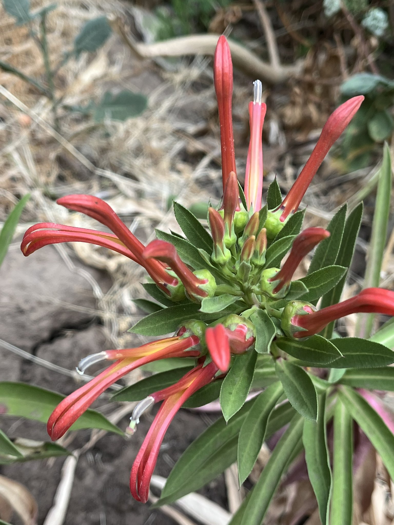 Flora silvestre de San Antonio